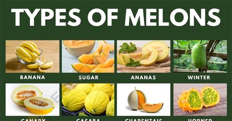 melonestube|Categories